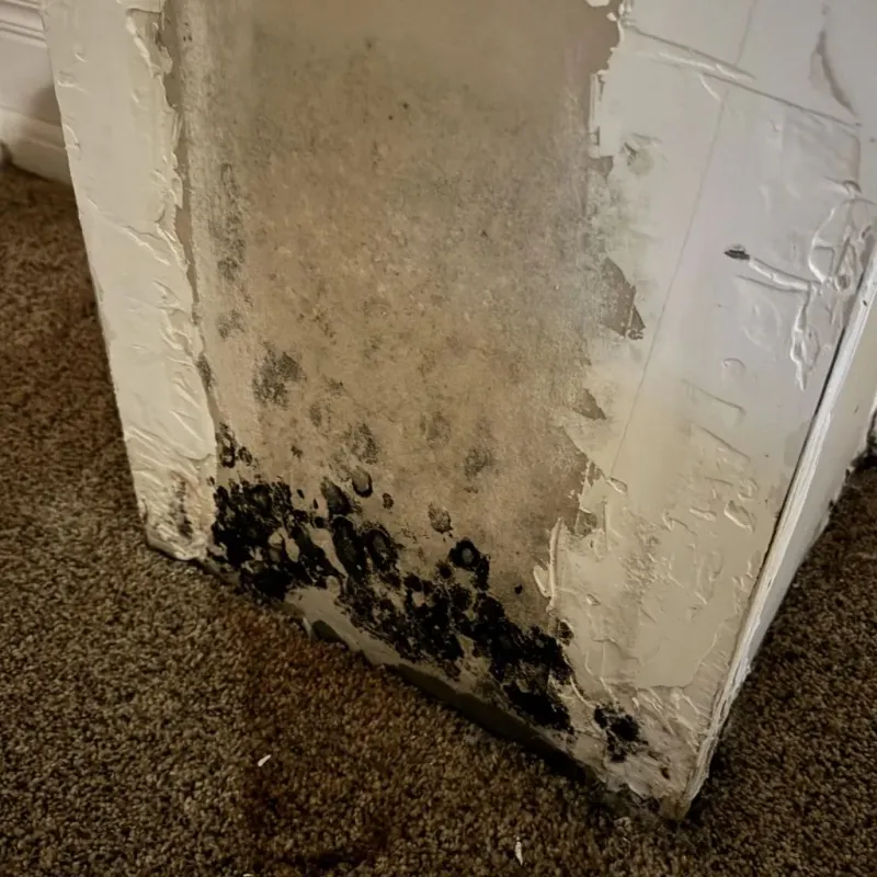 Professional Mold Removal in Covington, GA